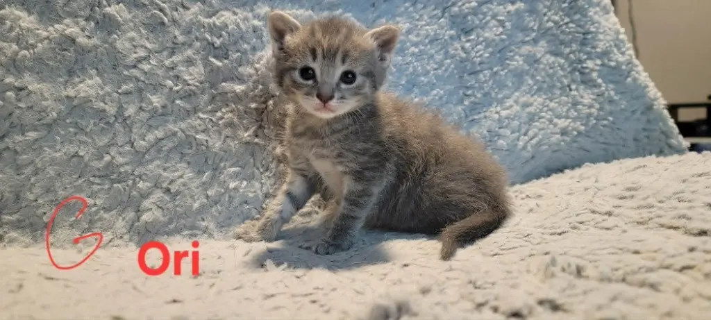 Ori