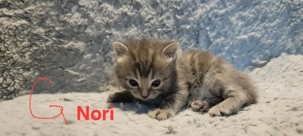 Nori