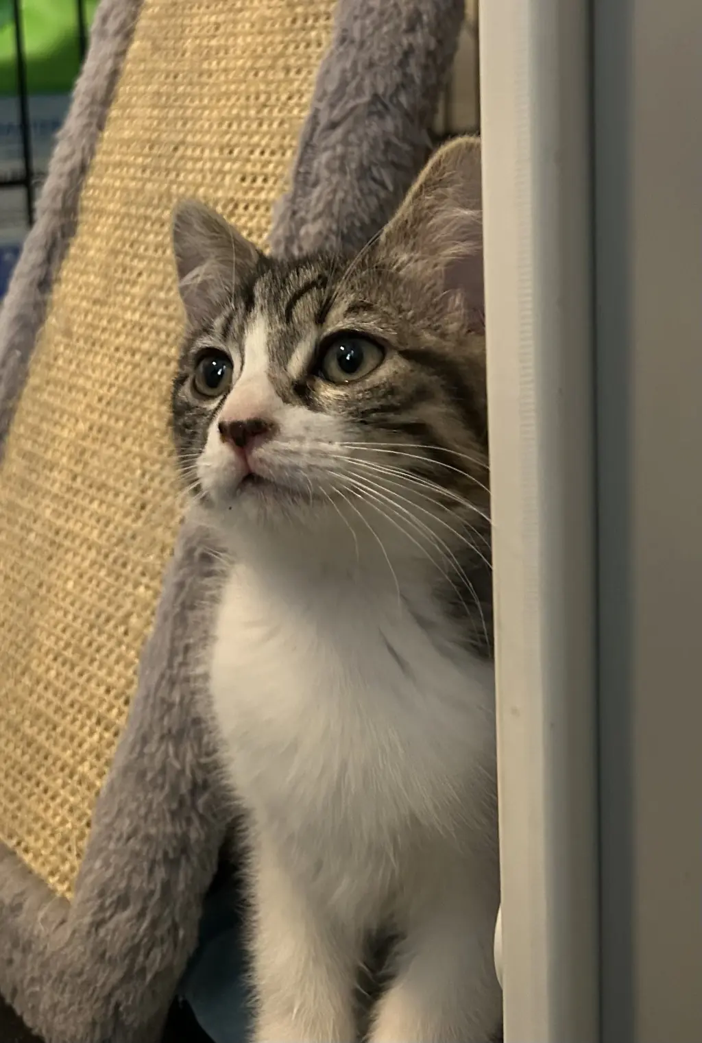 HissHiss