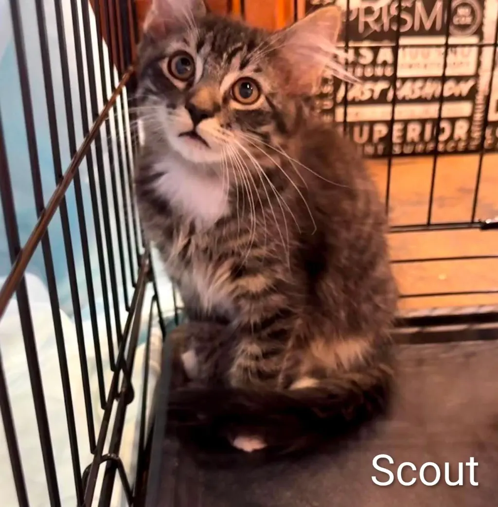 Scout
