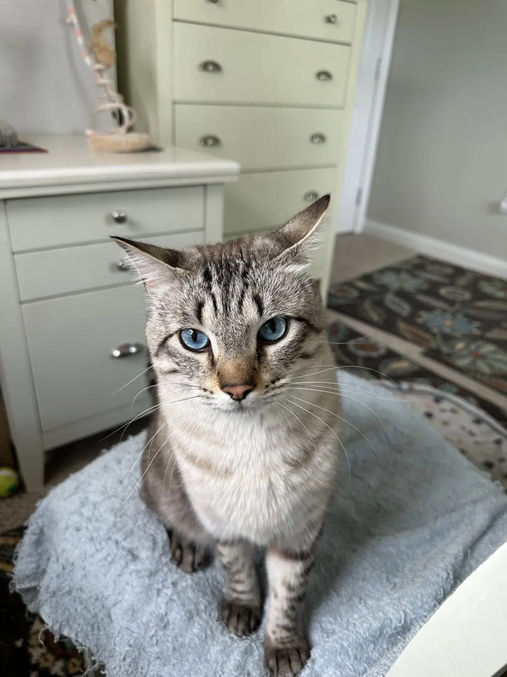 Mr. Kitty