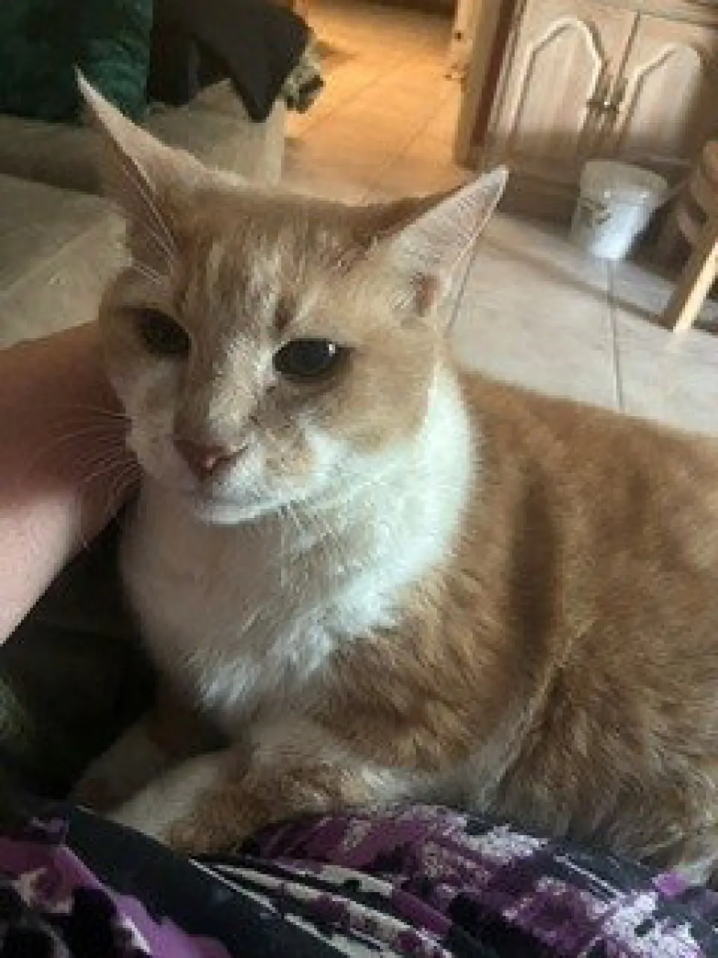Paws