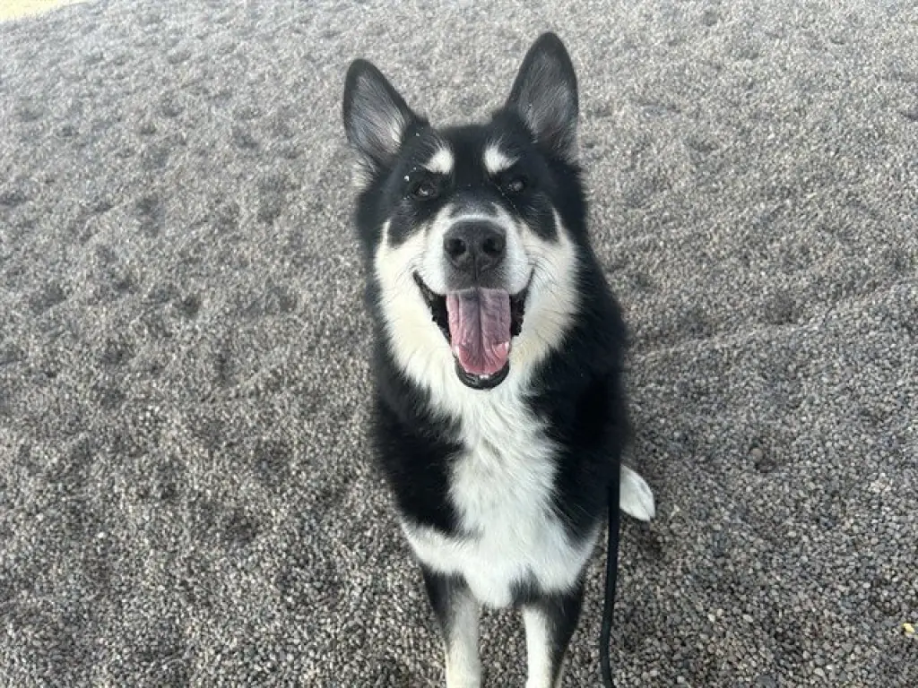 CAINE