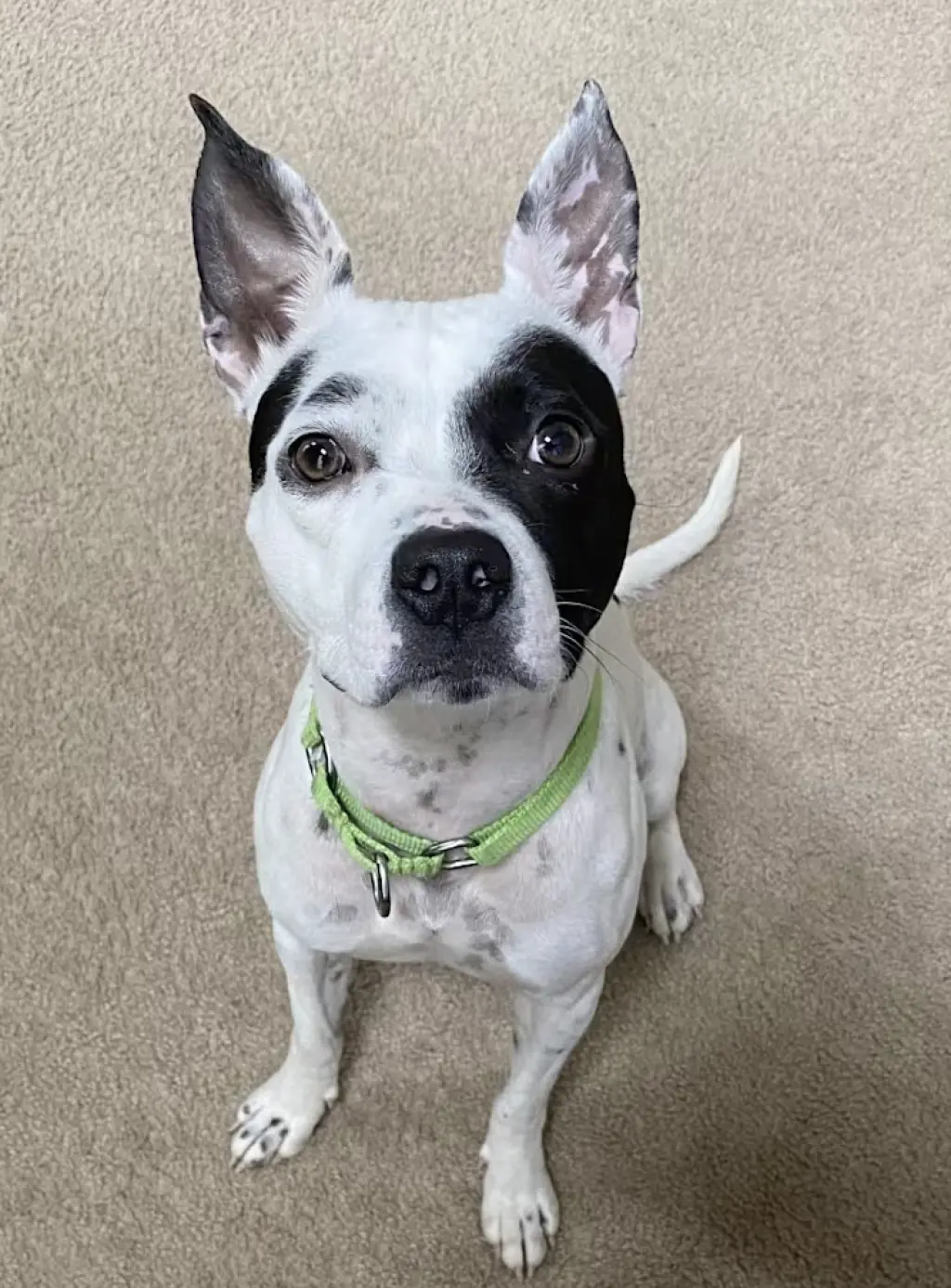 Oreo