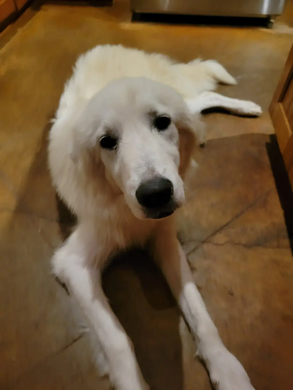 Gemma