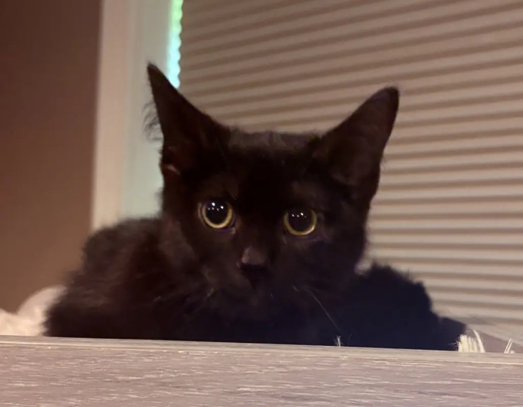 Lucy