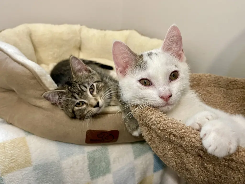 BEAR & NOODLE (bonded)