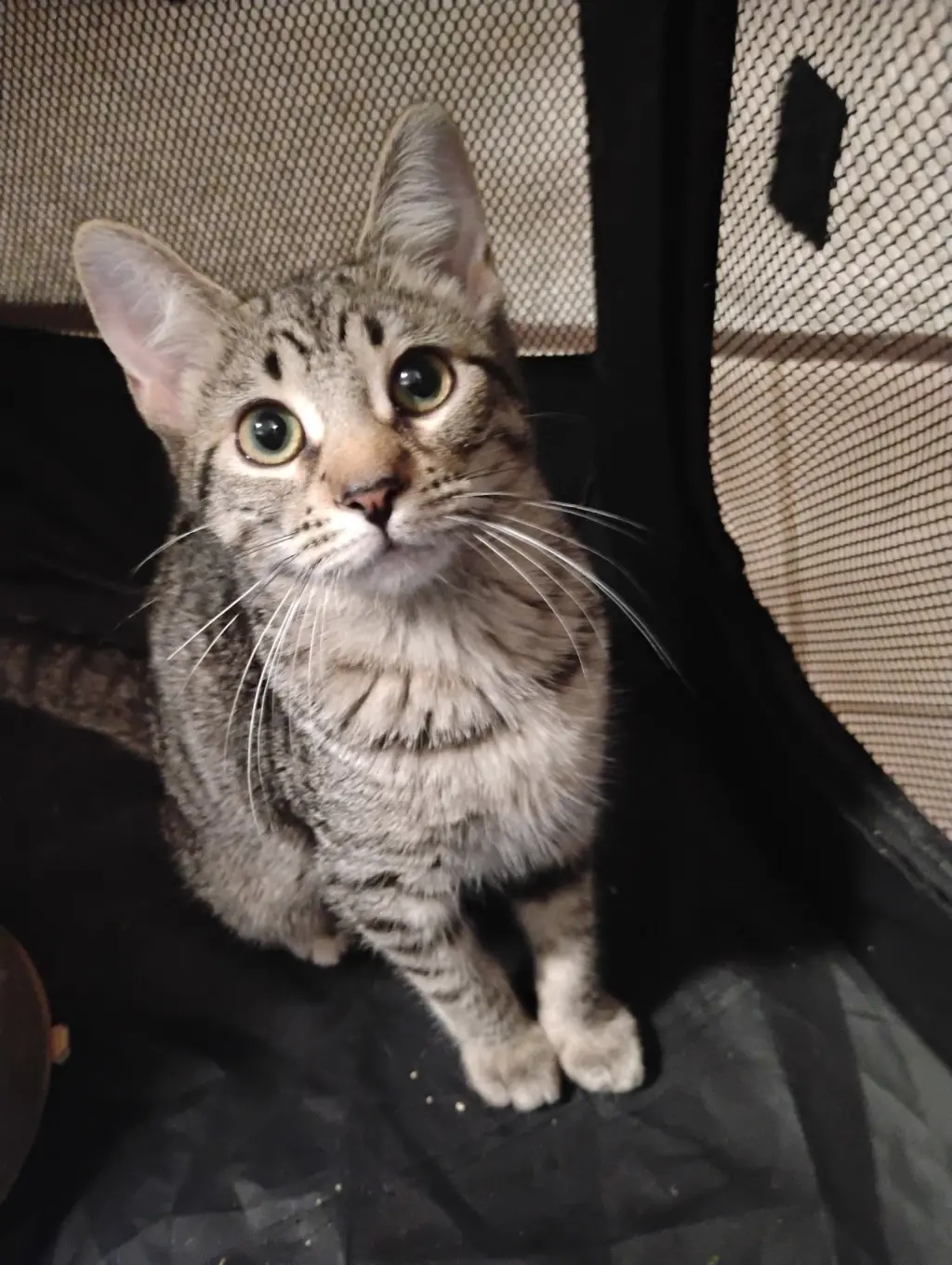 Millie ( Kat)