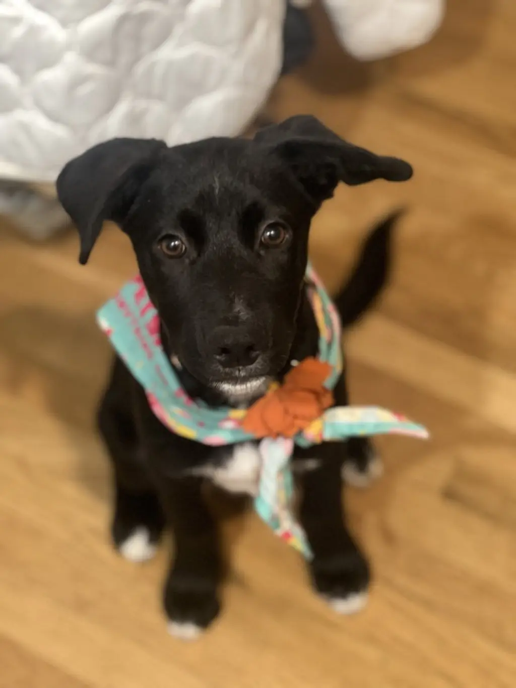 Moose