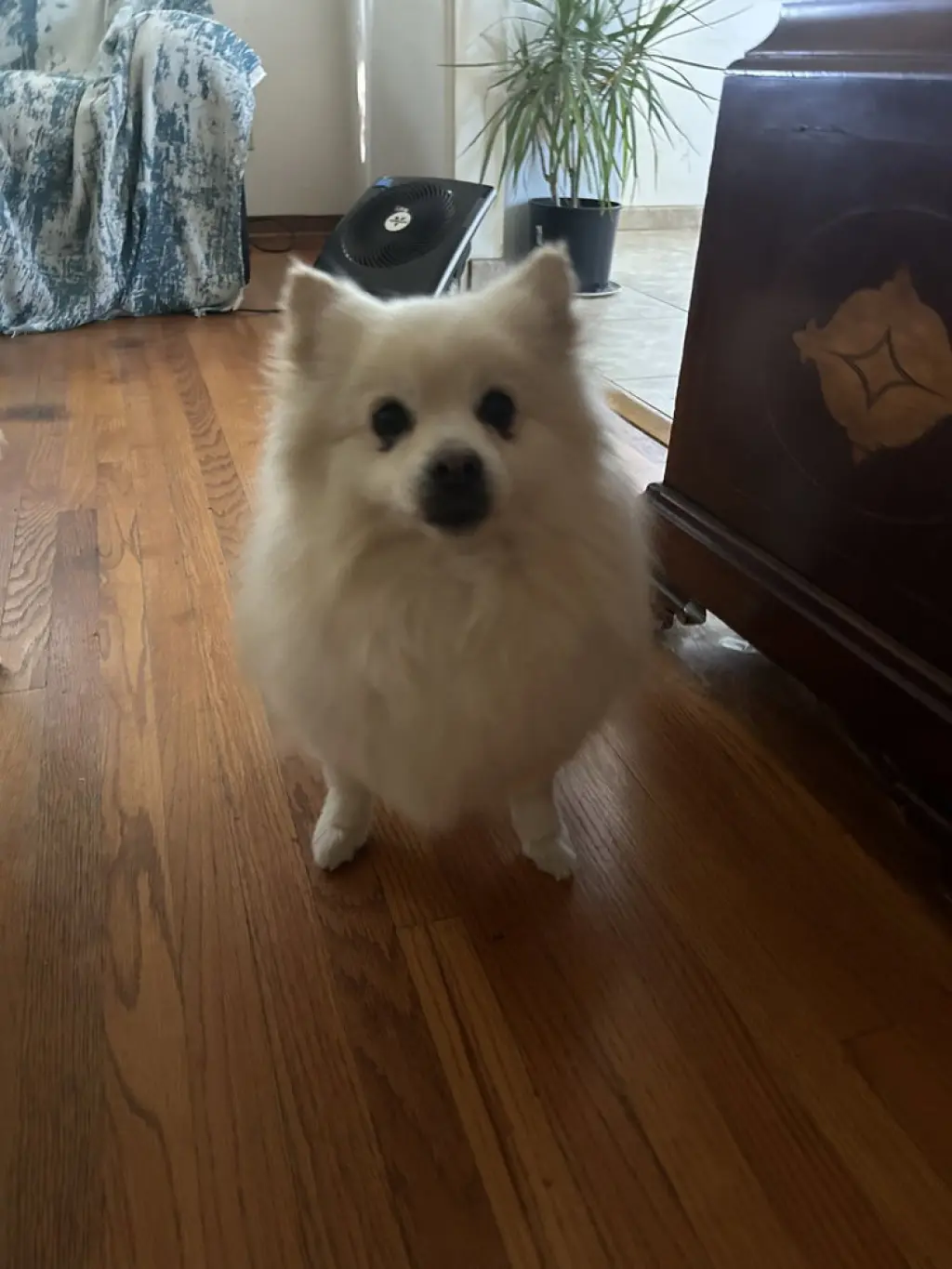 Toby (Courtesy Post)