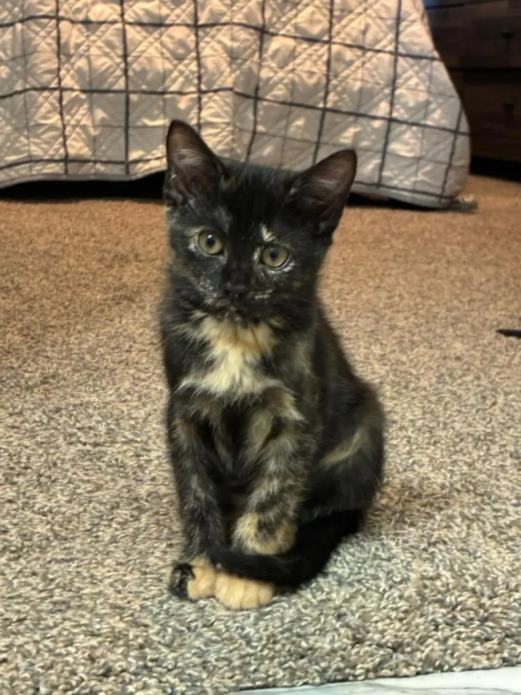 Stella