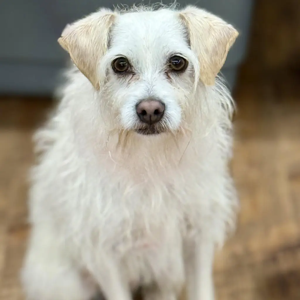 Benji