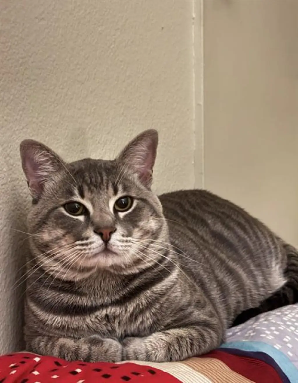 SIMBA
