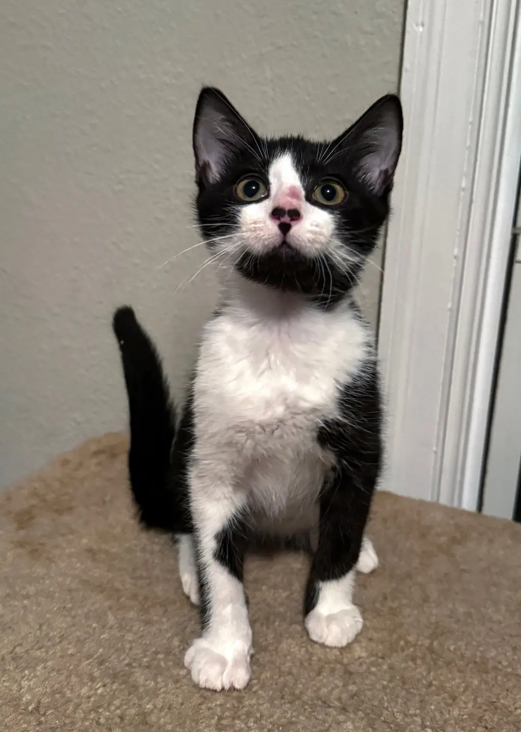 Garbanzo =^.^=