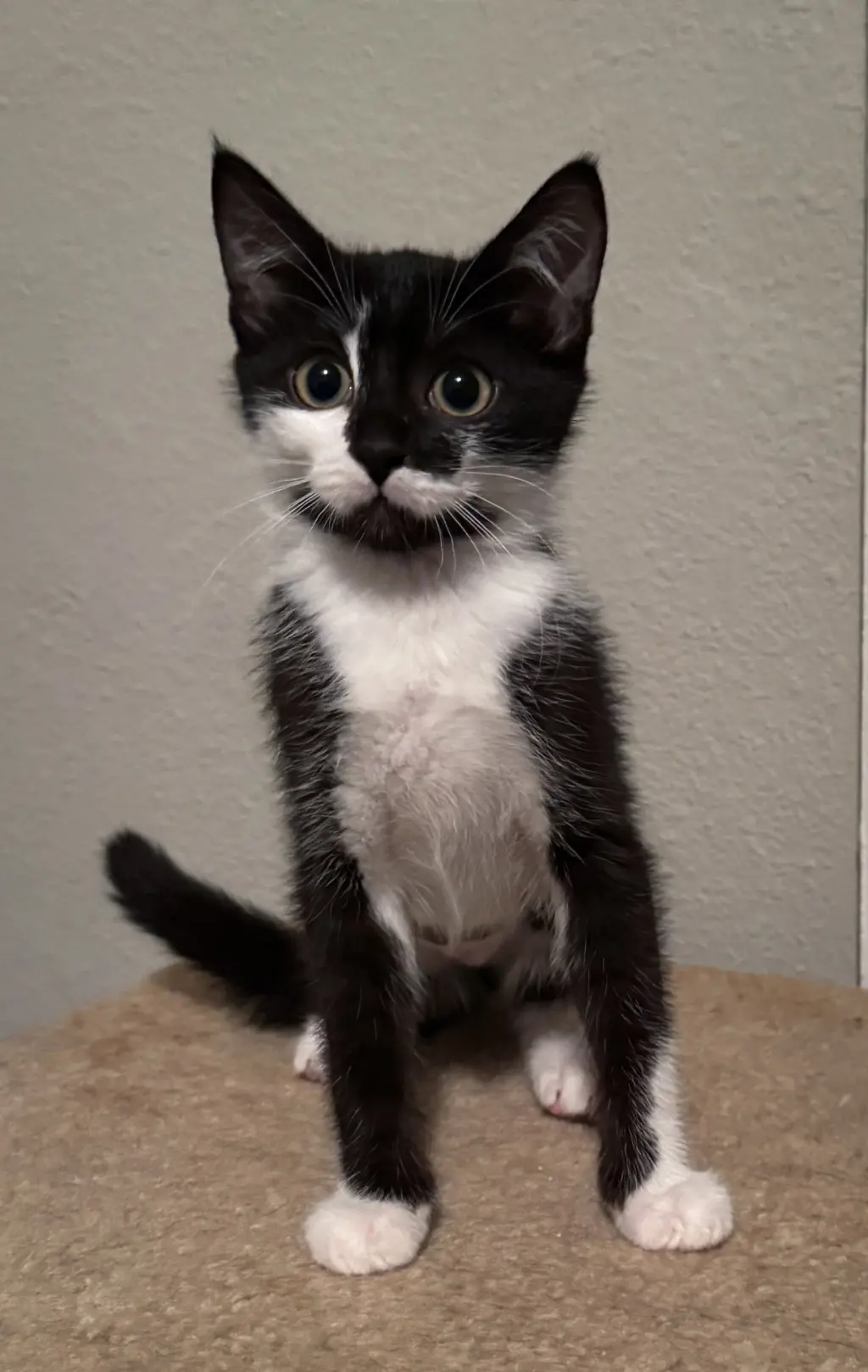 Gnocchi =^.^=