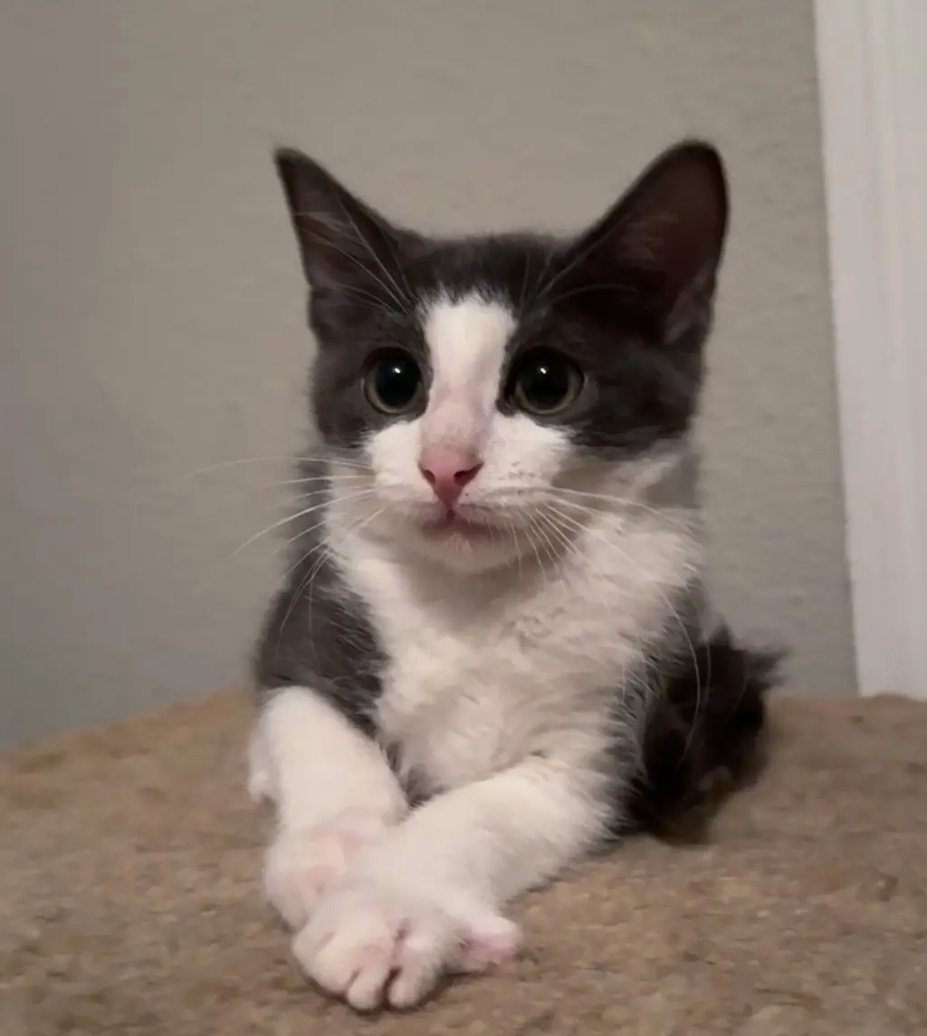 Gravy =^.^=
