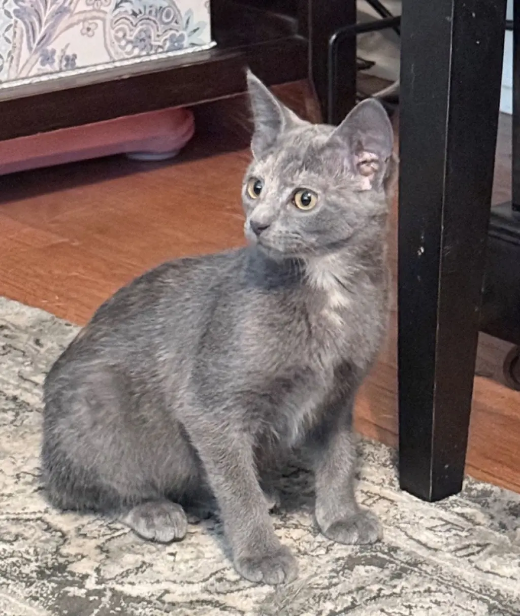 Arya