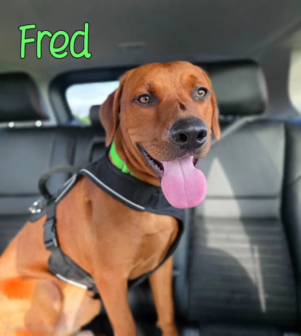 Fred