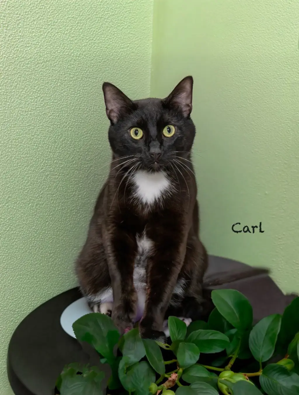 Carl