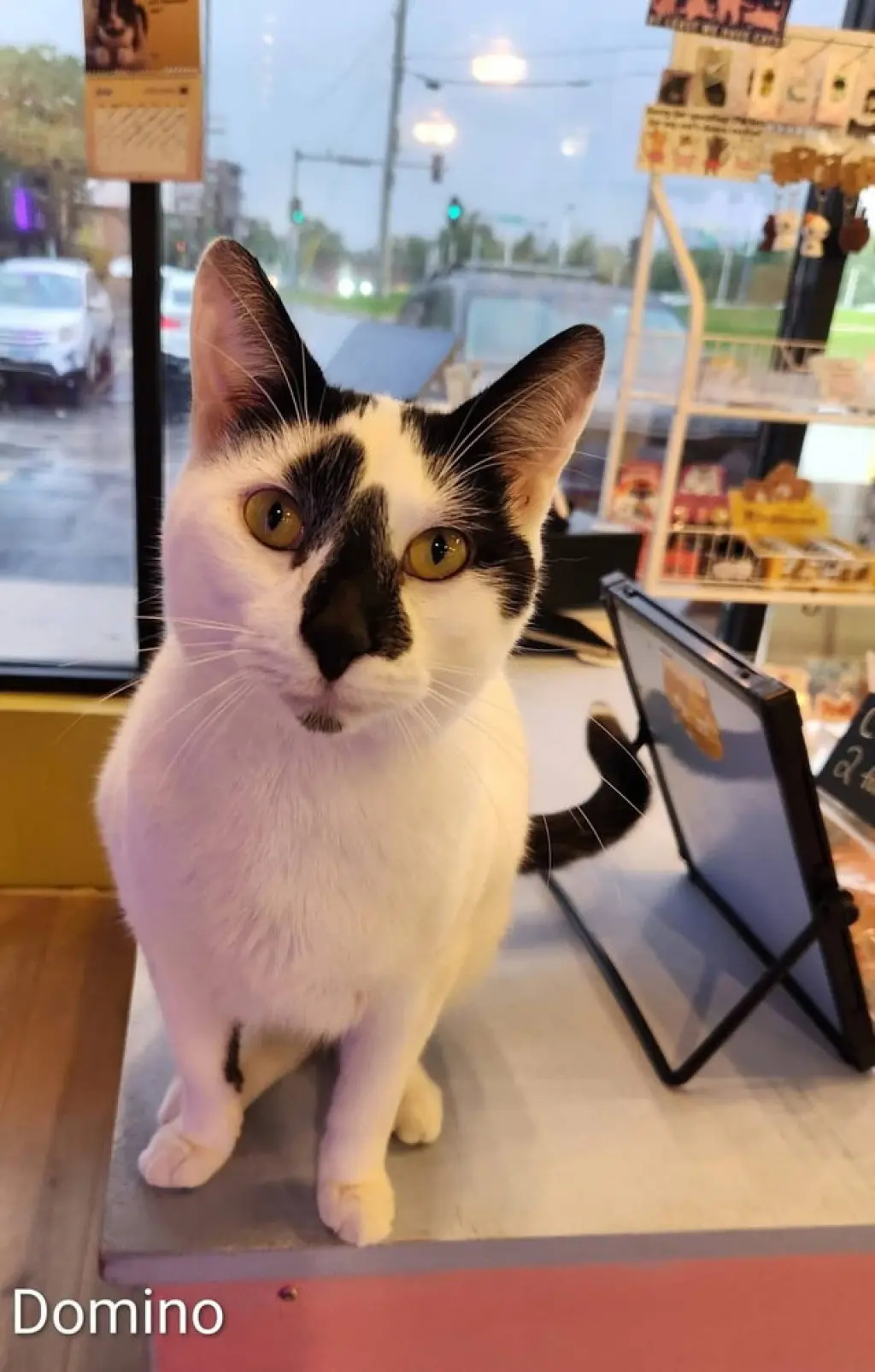 Domino