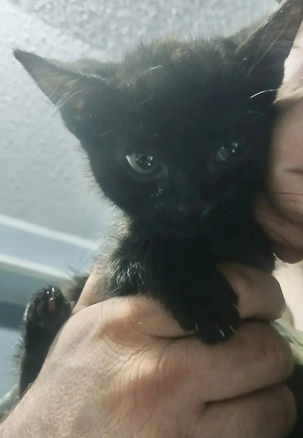 Noctus (Available for pre-adoption)