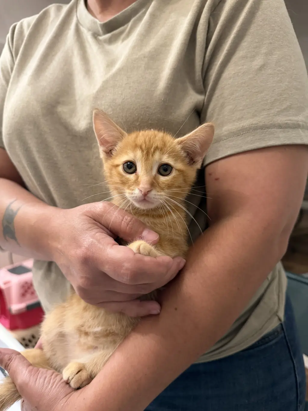 Fender Bender (available for pre-adoption)