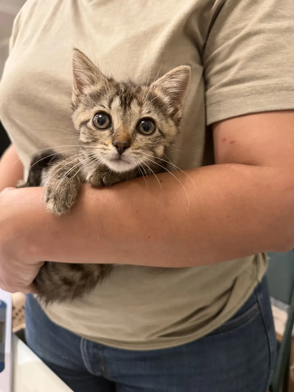 Squatter (available for pre-adoption)