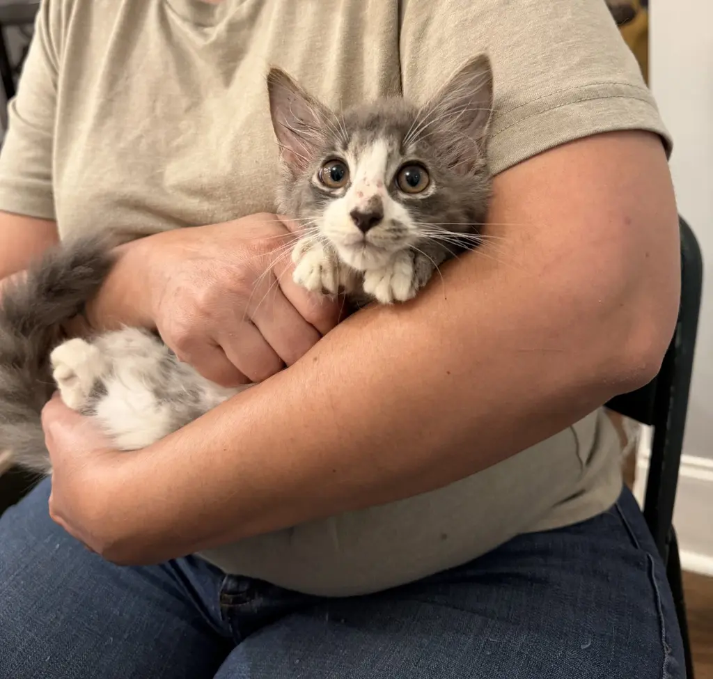 Nimbus (Available for pre-adoption)