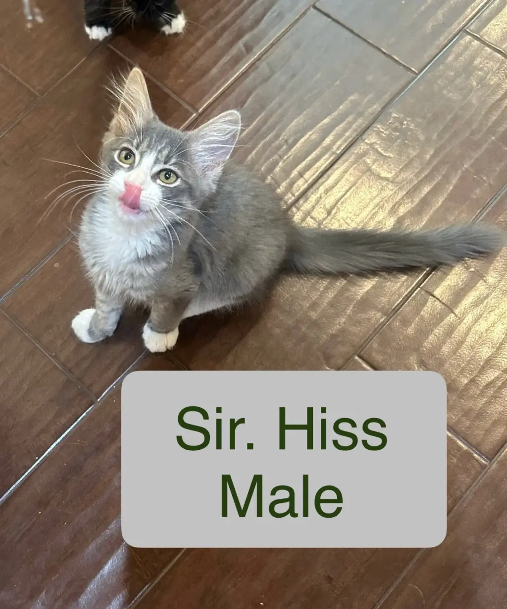 Sir hiss