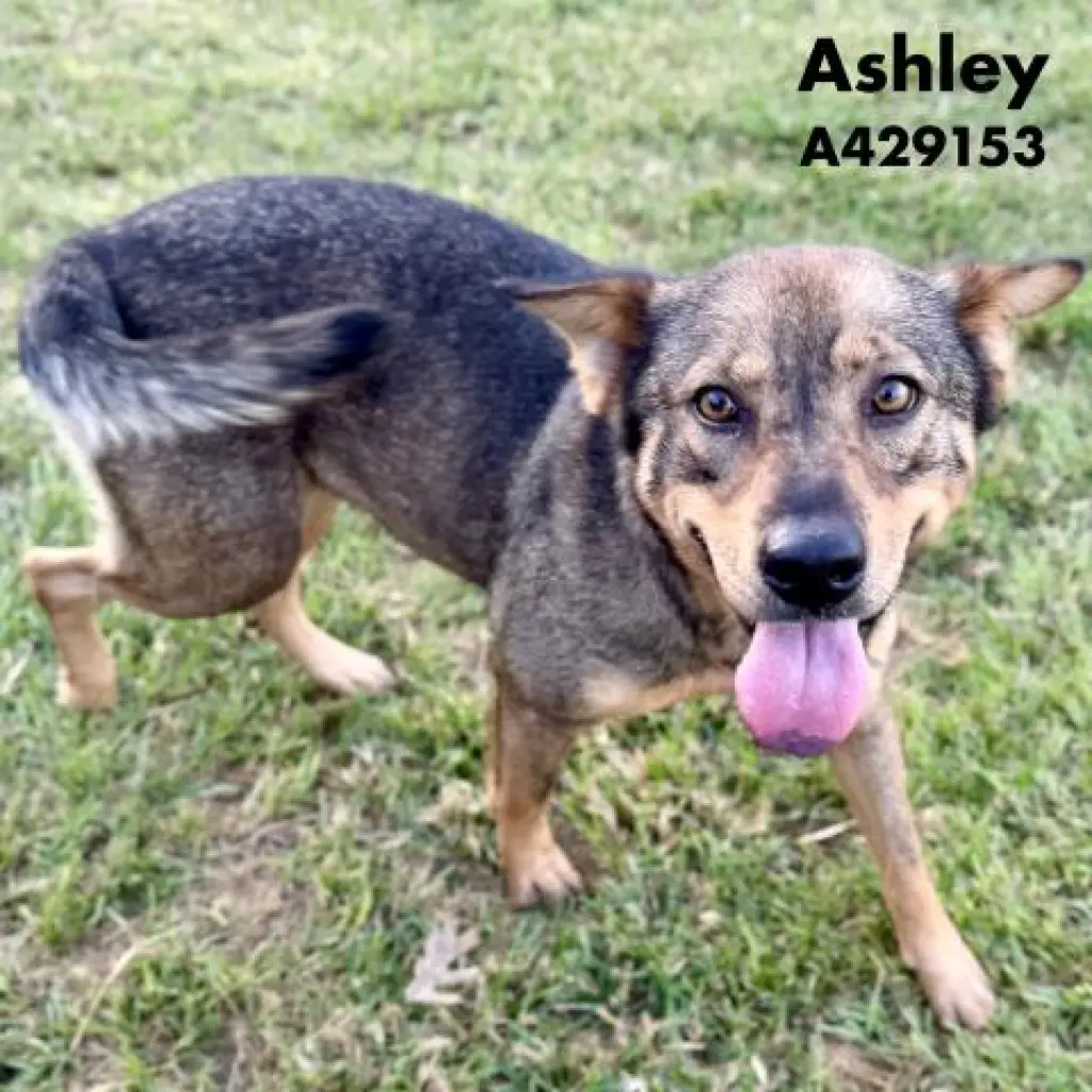 ASHLEY