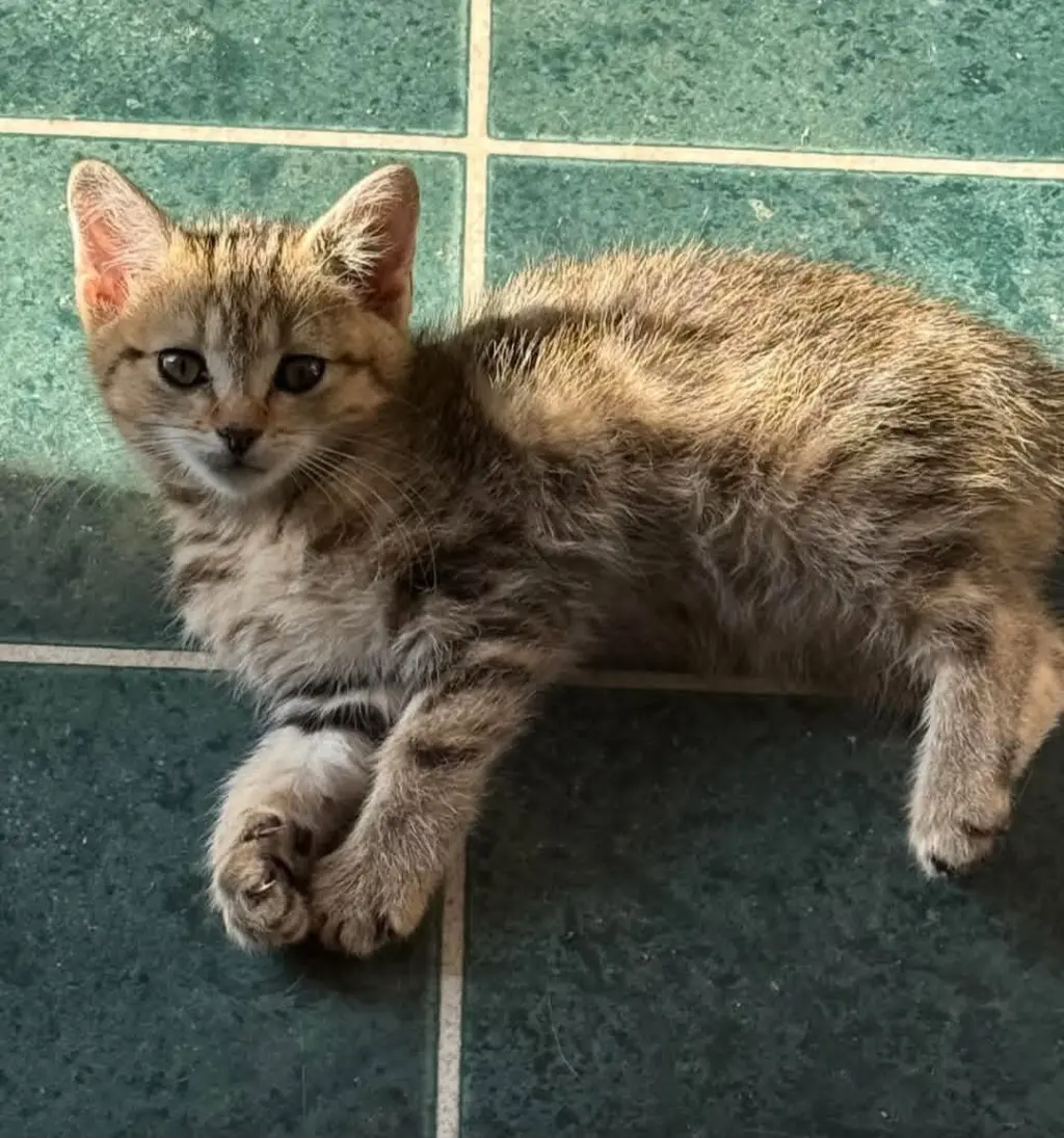 Piper