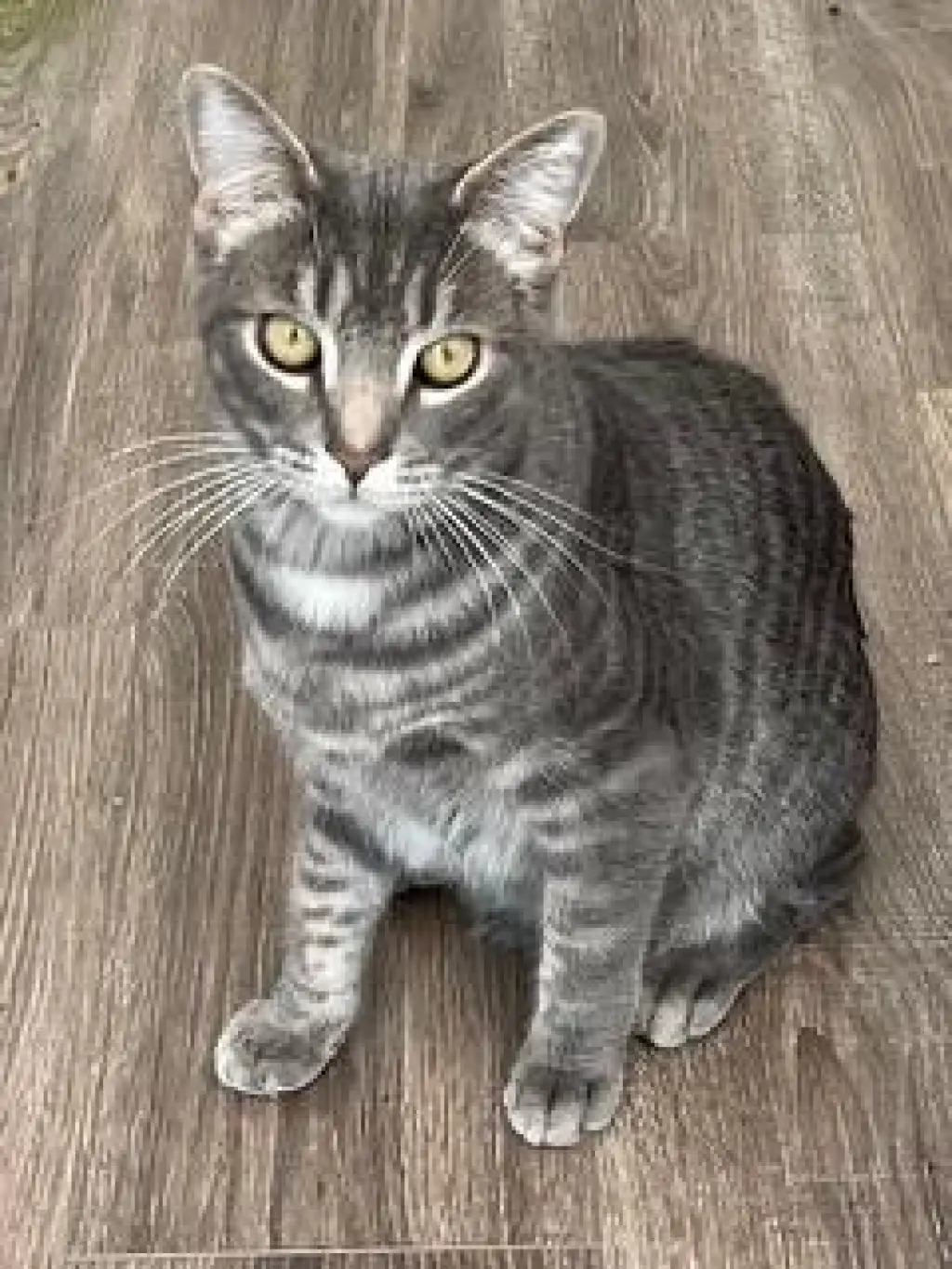 KITTEN MAX