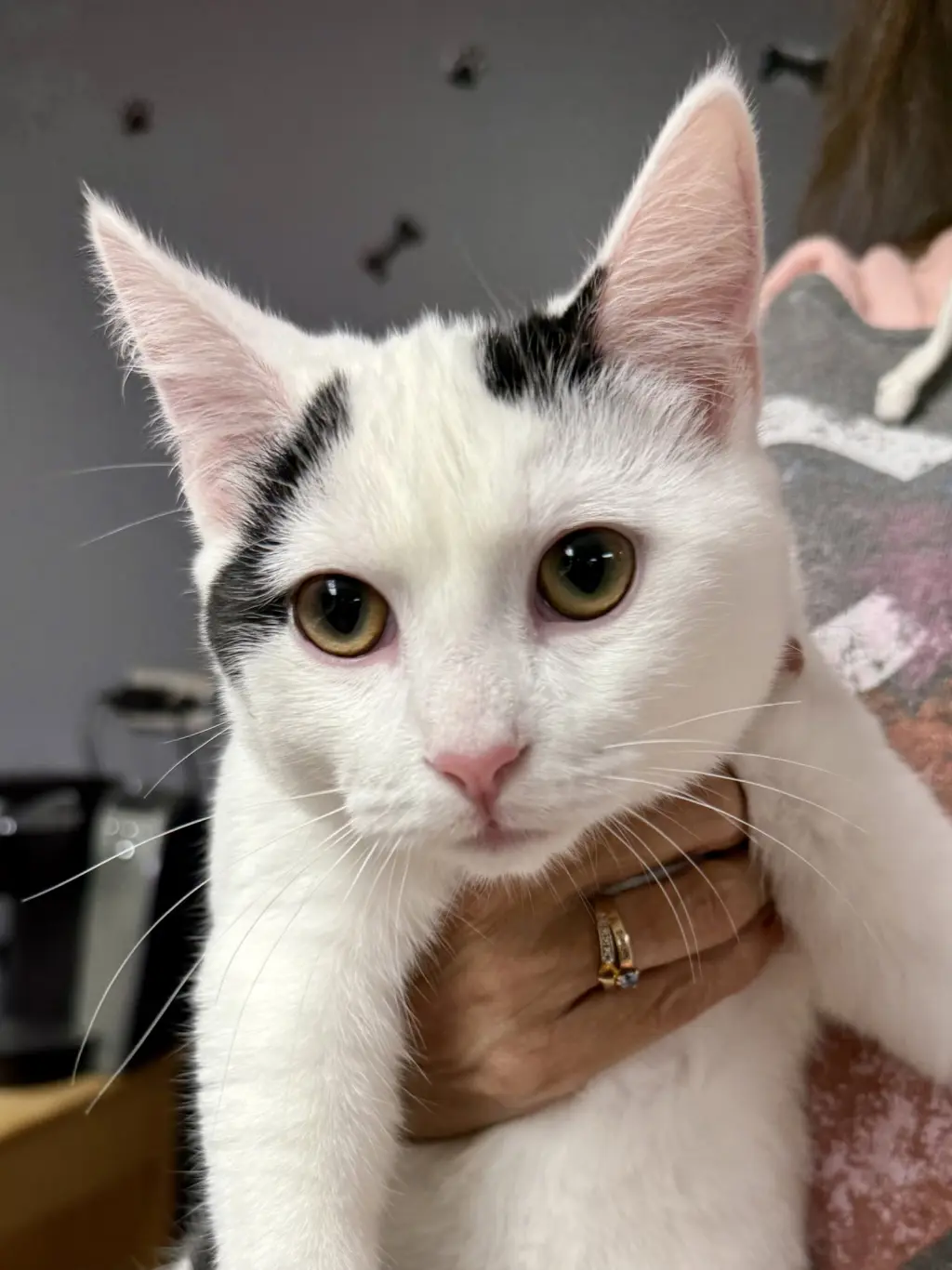 CAT - Oliver