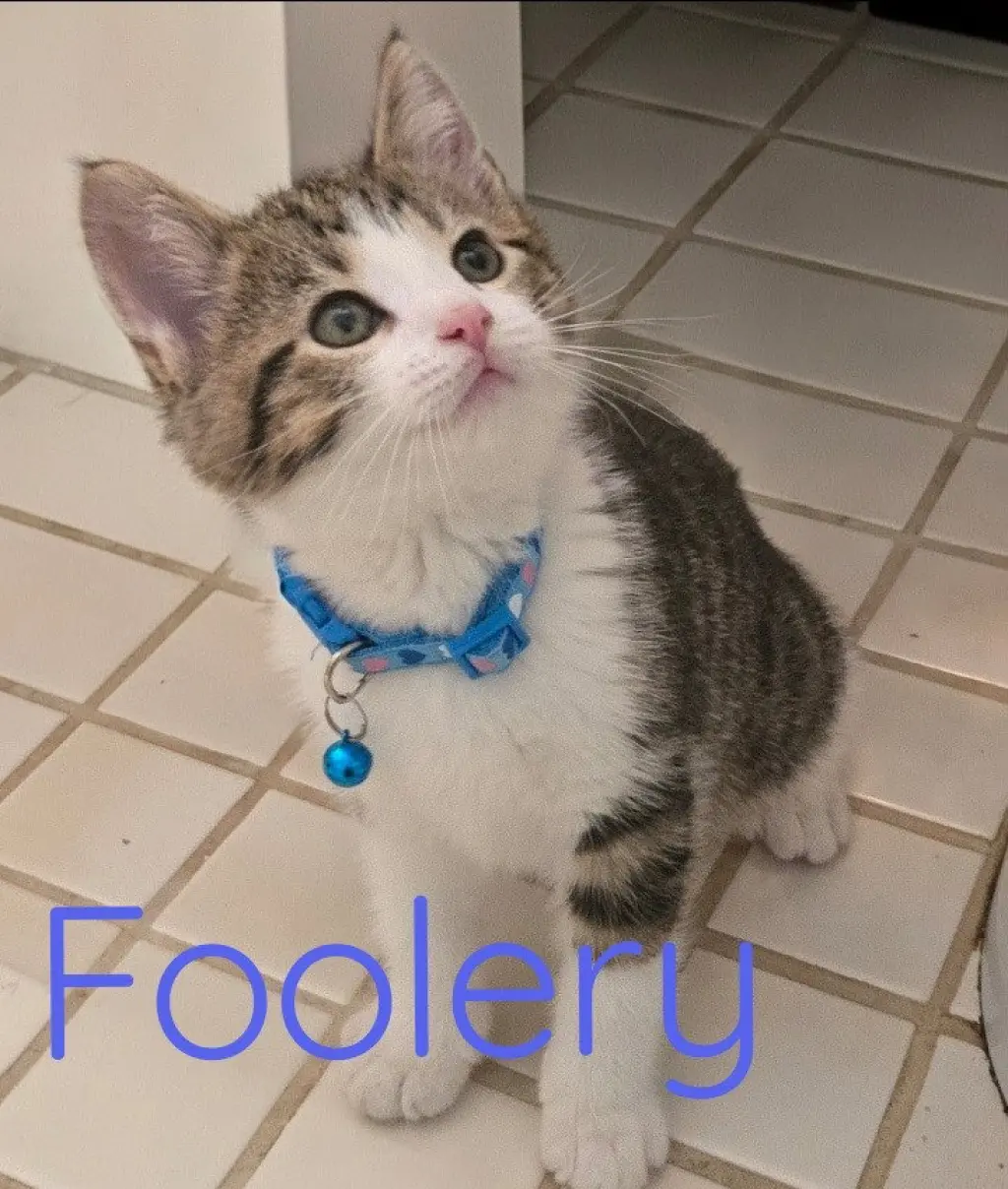 Foolery *IN FOSTER*