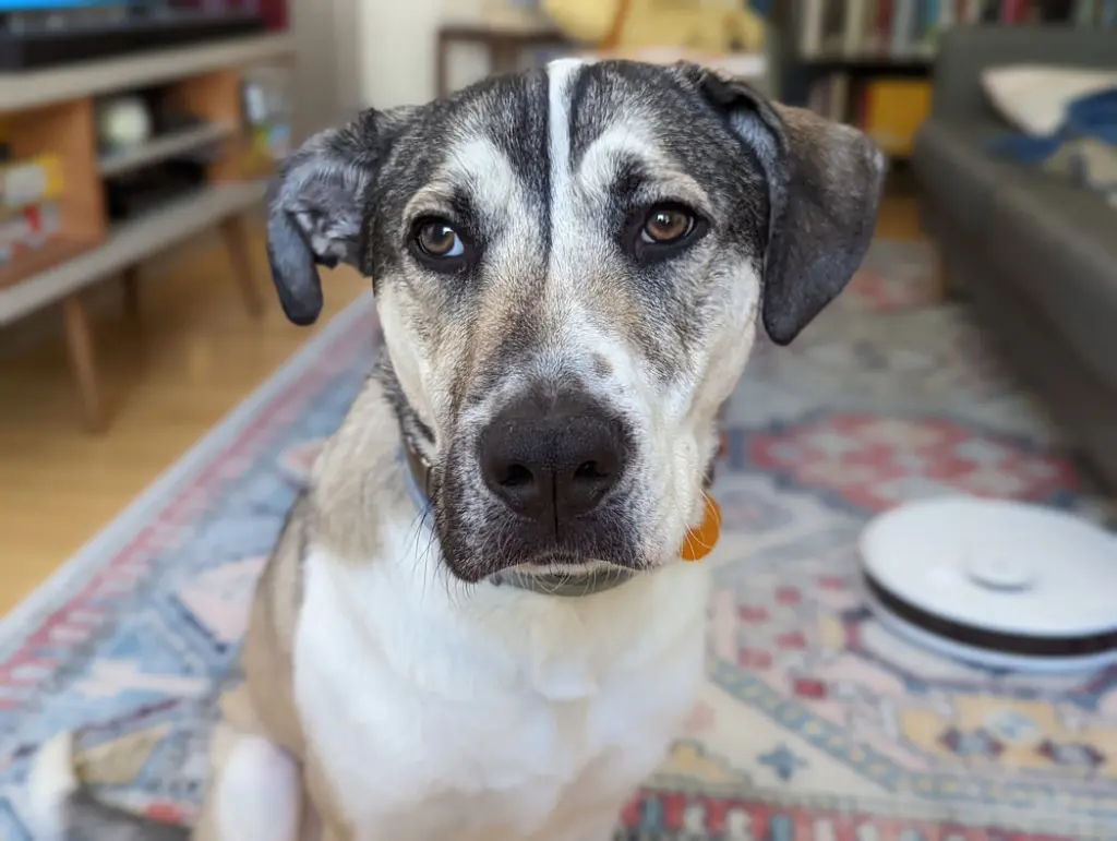 Major aka Ruger