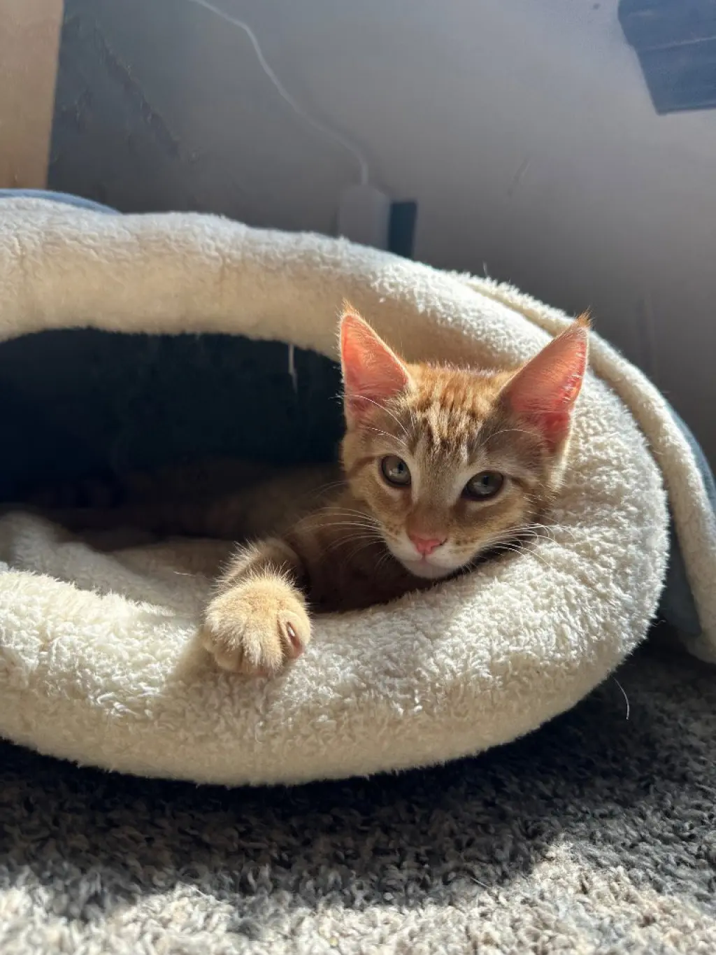 Mango (Ming Ming)