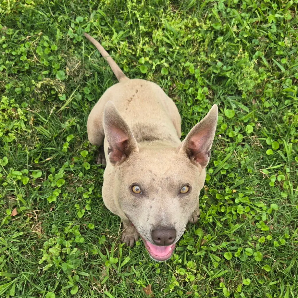 Frankie