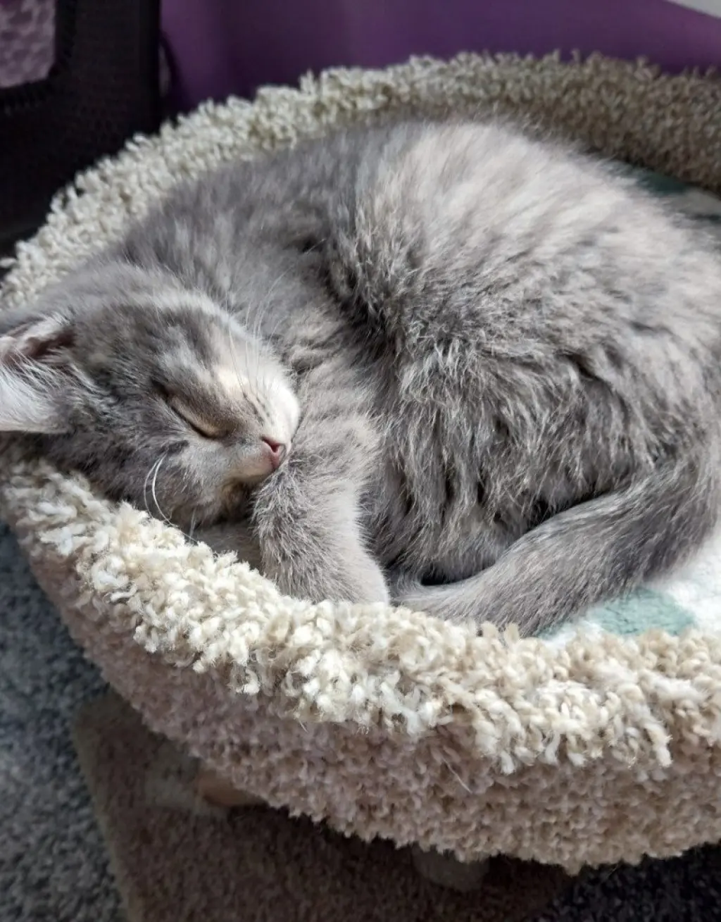 Lovebug * IN FOSTER *