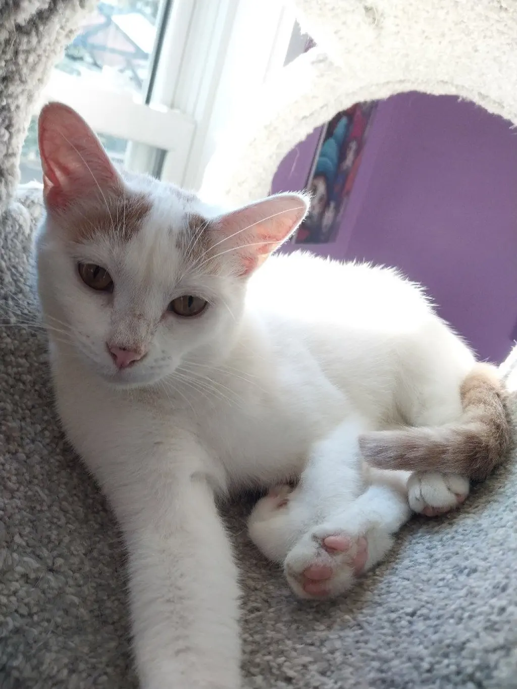 Layla * IN FOSTER *
