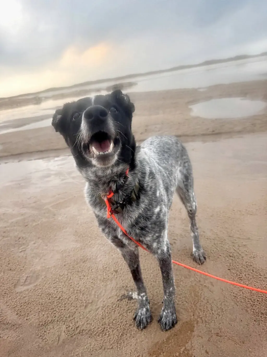 Stormy- In a foster home