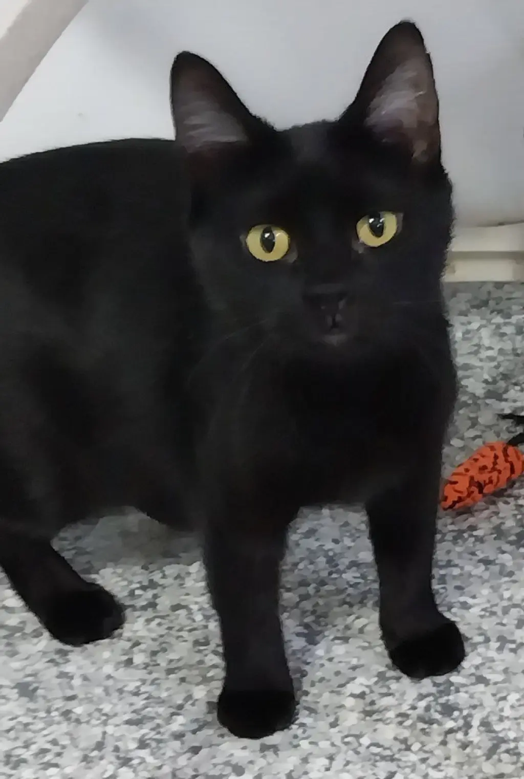 Misty Onyx * IN FOSTER *