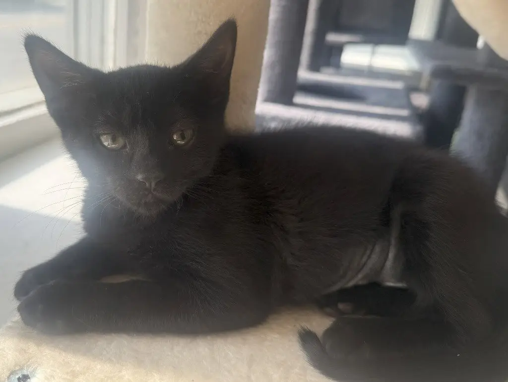 Fig *IN FOSTER*