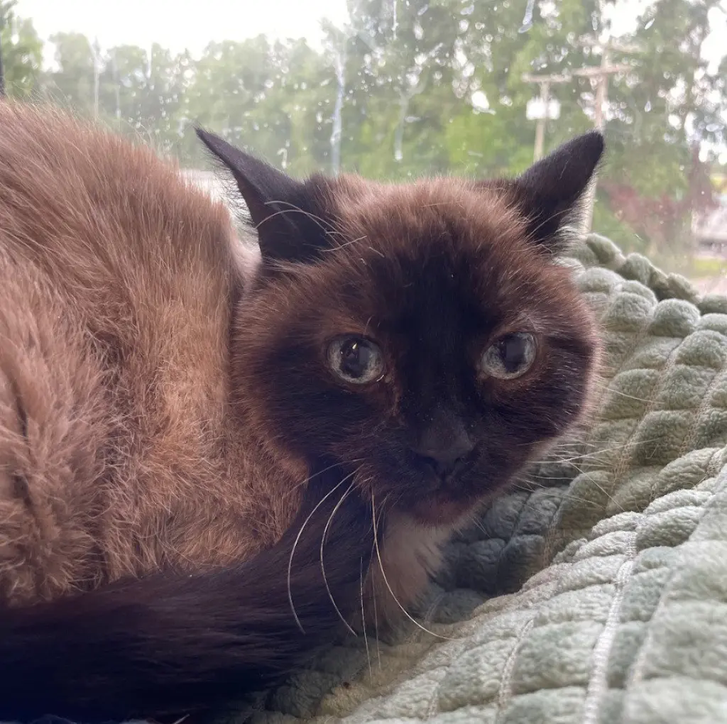 Tia
