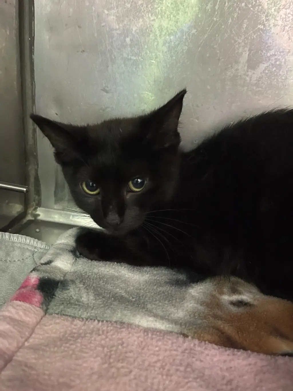 Button * IN FOSTER *