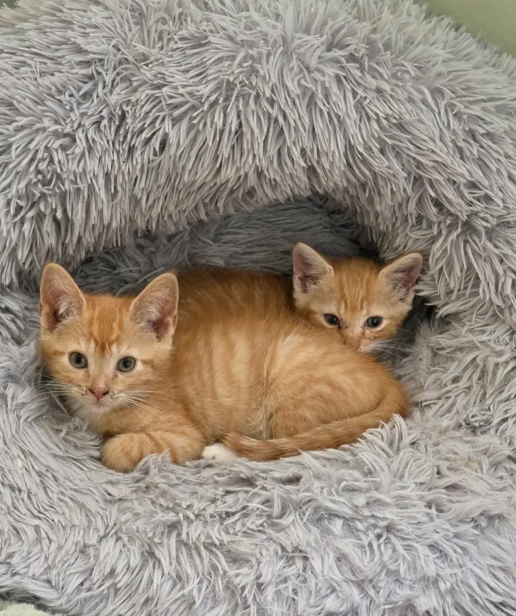 Ziggy (available for pre-adoption)