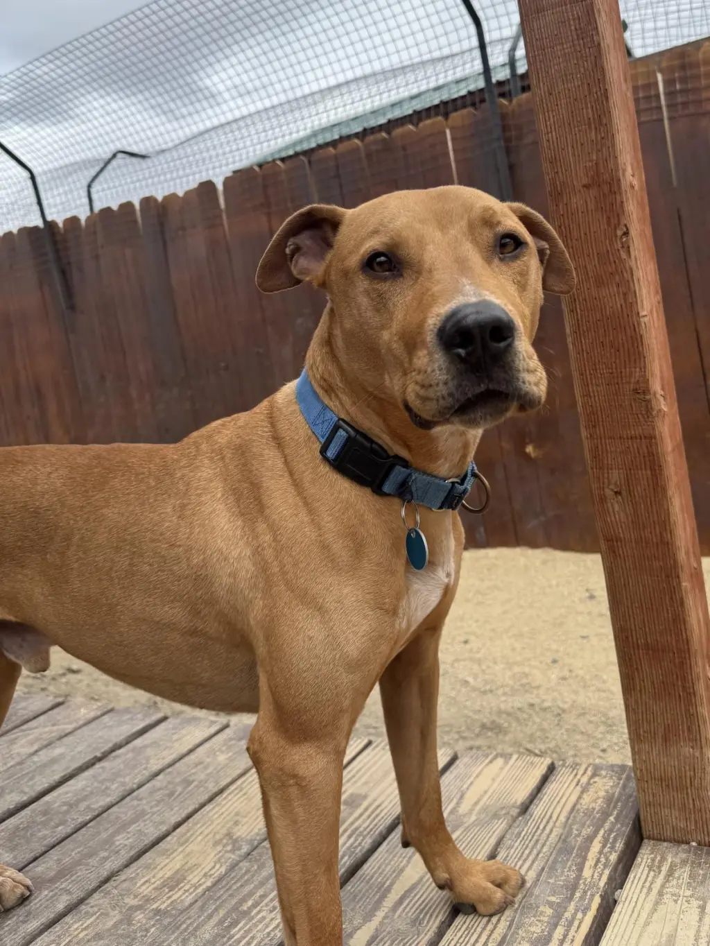 Axel