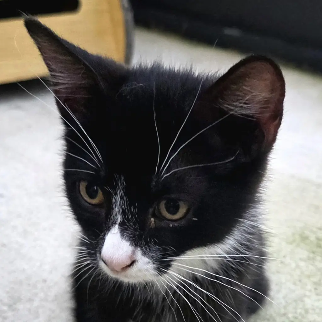 Dotti