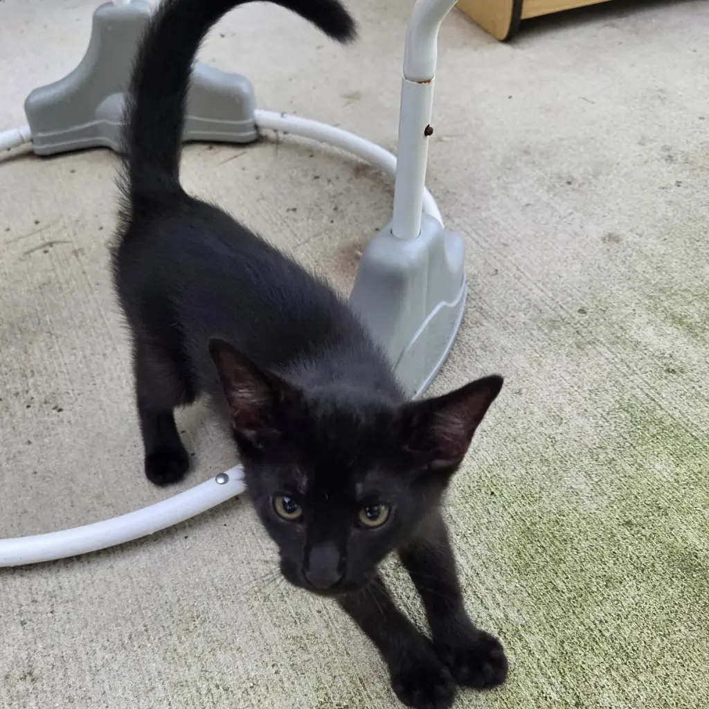 Binx