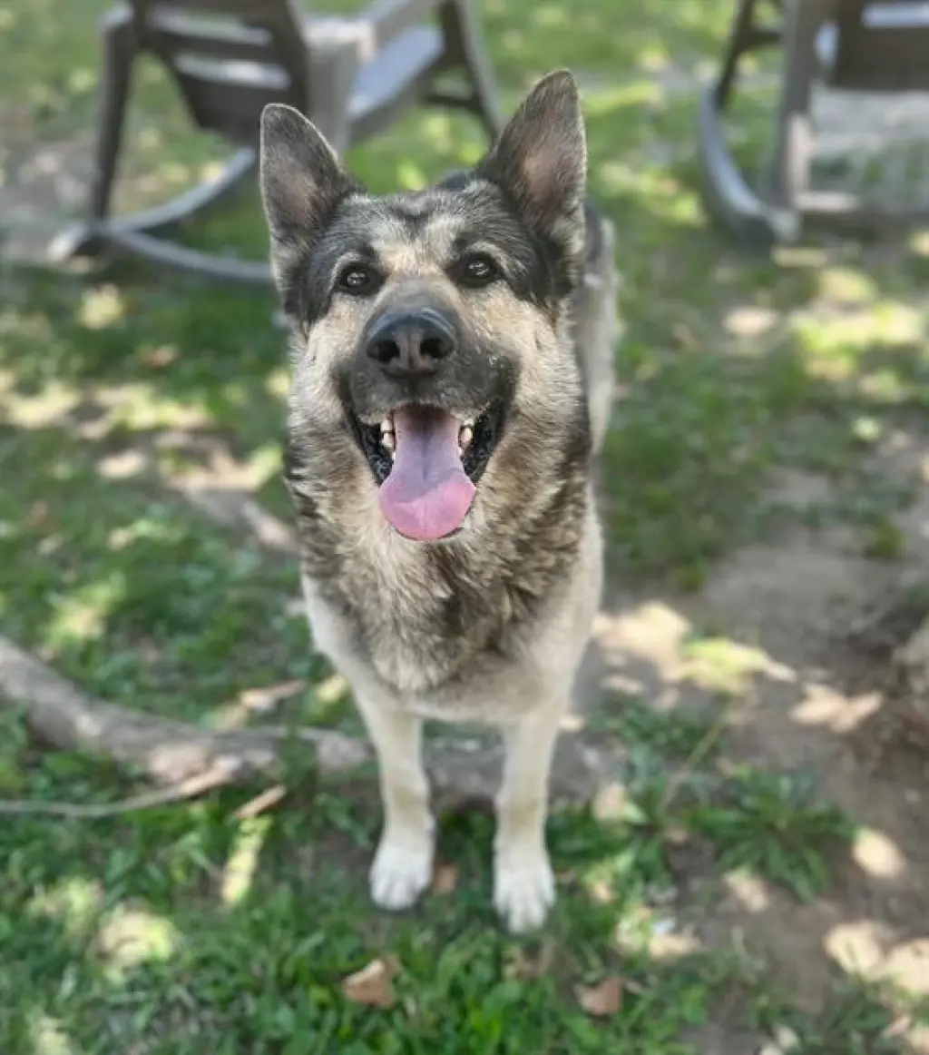 BISCUIT