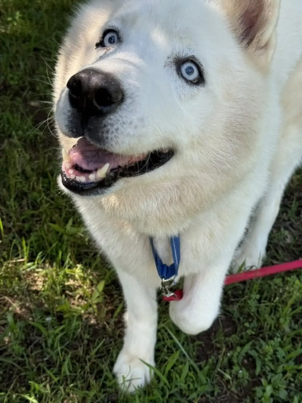 Nova